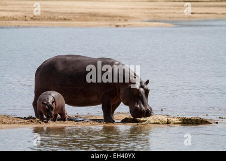 The common hippopotamus (Hippopotamus amphibius) mother with calf. Stock Photo