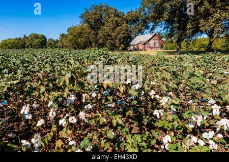 United States, Mississippi, Mayersville, its in this cotton plantation of Rolling Fork that bluesman Muddy waters is born between 1913 and 1915 Stock Photo