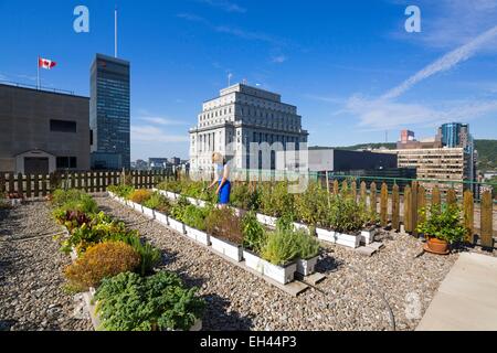 Canada, Quebec province, Montreal, Queen Elizabeth Hotel, the green roof and its vegetable garden Stock Photo