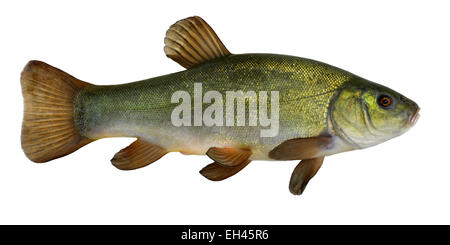 Tench - Tinca tinca Stock Photo