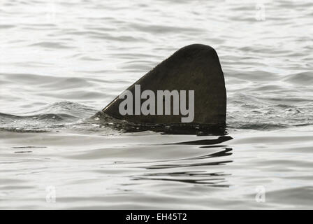 Basking Shark - Cetorhinus maximus Stock Photo