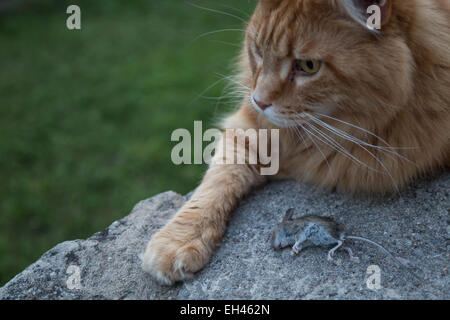 Cat lying ext to a dead mouse on a rock.