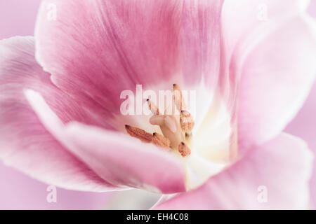 Macro closeup of pink tulip flower with pistil and stamens Stock Photo