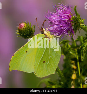 Yellow butterfly(Gonepteryx rhamni or) on the flower(Silybum marianum) square Stock Photo