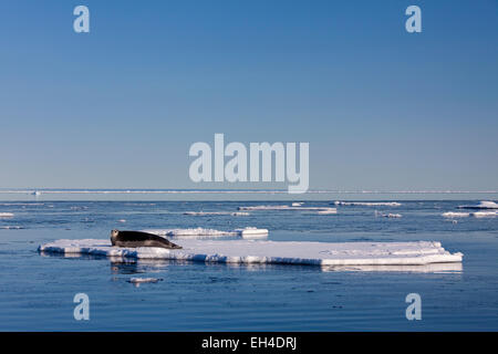 Bearded seal / square flipper seal (Erignathus barbatus) resting on ice floe, Svalbard, Norway Stock Photo