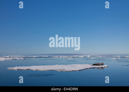 Bearded seal / square flipper seal (Erignathus barbatus) resting on ice floe, Svalbard, Norway Stock Photo