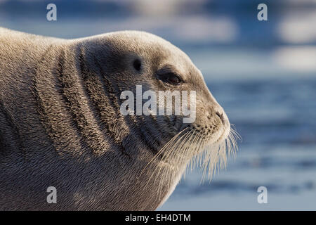 Bearded seal / square flipper seal (Erignathus barbatus) close up portrait, Svalbard, Norway Stock Photo