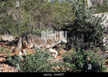Coyote (Canis latrans), Arizona Stock Photo