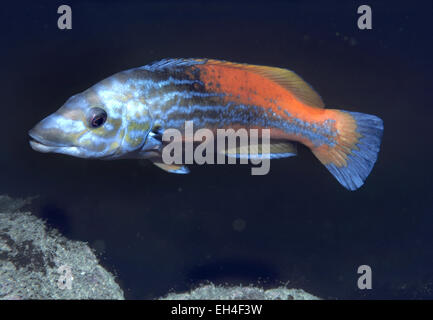 Cuckoo Wrasse - Labrus mixtus Stock Photo