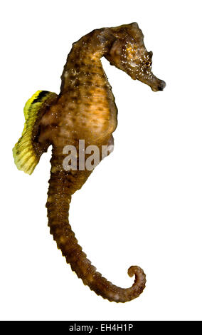 Short-snouted Seahorse - Hippocampus hippocampus Stock Photo