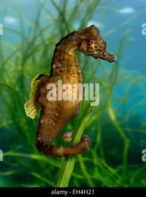 Short-snouted Seahorse - Hippocampus hippocampus Stock Photo