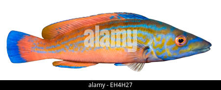 Cuckoo Wrasse - Labrus mixtus Stock Photo