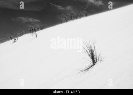 90 mile beach and grass on dunes in Northland, New Zealand. Colour version EH4H50 Stock Photo