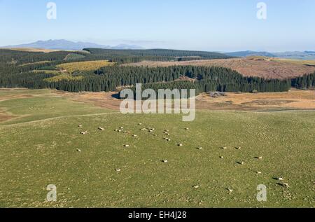 France, Puy de Dome, La Godivelle, Parc Naturel Regional des Volcans d'Auvergne (Natural regional park of Volcans d'Auvergne), herd of Aubrac cows in Cezallier (aerial view) Stock Photo