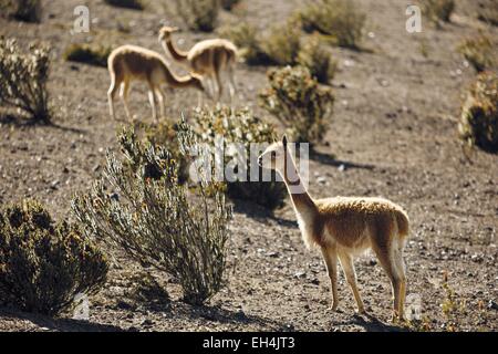 Ecuador, Chimborazo, Natural Reserve of Chimborazo, wild vicuna in a ...