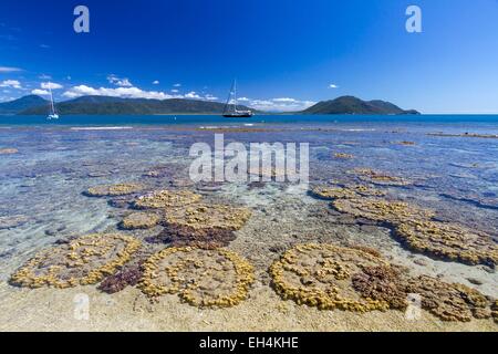 Australia, Queensland, Cairns, Fitzroy Island National Park, Fitzroy Island, Welcome Bay, corals at low tide Stock Photo