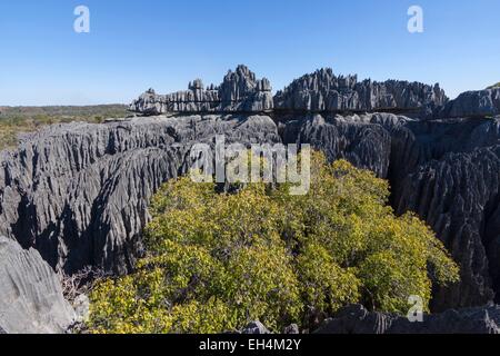 Madagascar, Melaky region, Tsingy de Bemaraha National Park, Tsingy de Bemaraha Strict Nature Reserve, listed as World Heritage by UNESCO Stock Photo