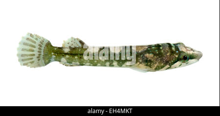 Small-headed Clingfish - Apletodon dentatus Stock Photo