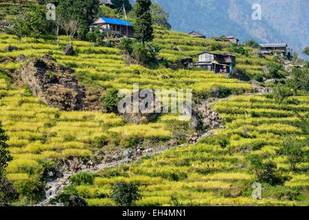 Nepal, Gandaki zone, Manaslu Circuit, between Arughat and Lapubesi Stock Photo