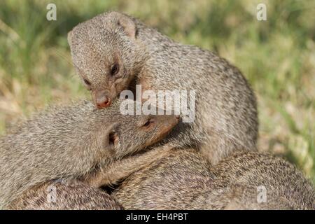 Namibia, Oshikoto region, Etosha National Park, banded mongooses (Mungos mungo) Stock Photo