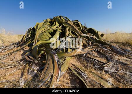 Namibia, Erongo region, near Swakopmund, Namib desert, Namib Naukluft national park, Welwitschia (Welwitschia mirabilis) Stock Photo