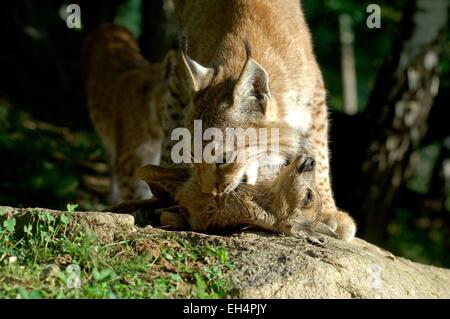 Picture of Eurasian lynx (Lynx lynx) feeding on killed roe deer in the snow in ...