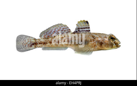 Rock Goby - Gobius paganellus Stock Photo