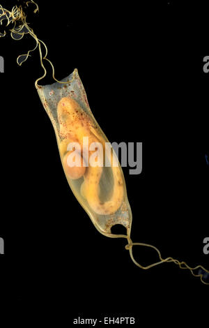 Lesser Spotted Catshark (Dogfish) - Scyliorhinus caniculus - egg case Stock Photo