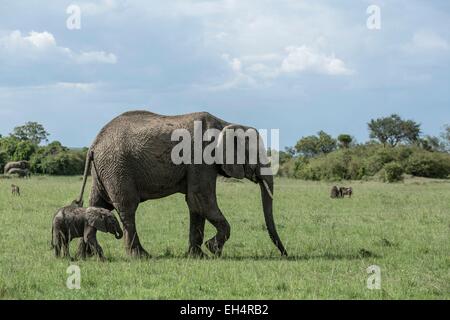 Kenya, Masai Mara Game Reserve, Elephant (Loxodonta africana), female and its young one month old Stock Photo