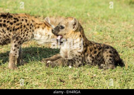 Kenya, Masai Mara game Reserve, spotted hyena (Crocuta crocuta), young ones at the den Stock Photo