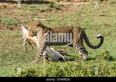 Kenya, Masai Mara game Reserve, leopard (Panthera pardus), female carrying its prey Stock Photo