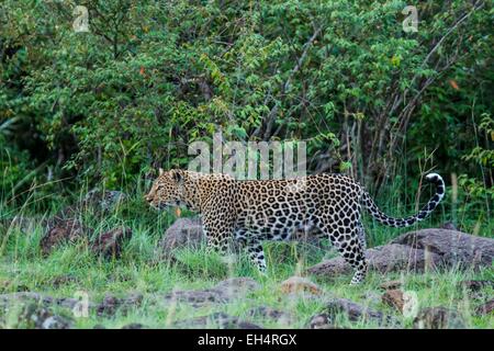 Kenya, Masai Mara game Reserve, leopard (Panthera pardus), female Stock Photo