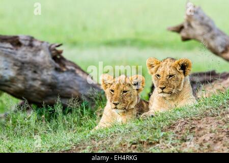 Lion (Panthera leo), and young ones, Masai Mara Game Reserve, Kenya ...