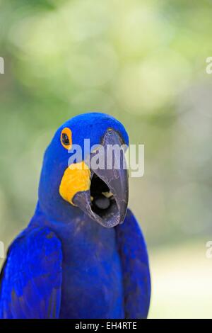 Brazil, Mato Grosso, Pantanal region, Hyacinth Macaw (Anodorhynchus hyacinthinus) adult, Stock Photo