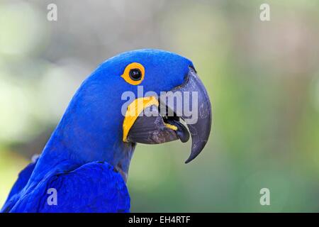 Brazil, Mato Grosso, Pantanal region, Hyacinth Macaw (Anodorhynchus hyacinthinus) adult, Stock Photo