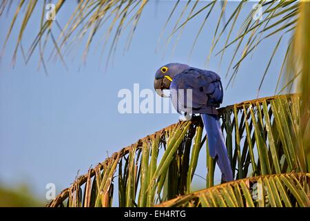 Brazil, Mato Grosso, Pantanal region, Hyacinth Macaw (Anodorhynchus hyacinthinus) adult, Stock Photo