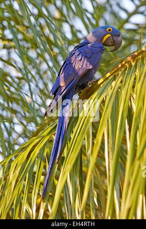 Brazil, Mato Grosso, Pantanal region, Hyacinth Macaw (Anodorhynchus hyacinthinus) adult, Stock Photo