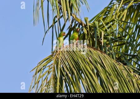 Conure pavouane (Psittacara leucophthalmus, anciennement Aratinga leucophthalmus) White-eyed parakeet or white-eyed conure (Psittacara leucophthalma) Stock Photo