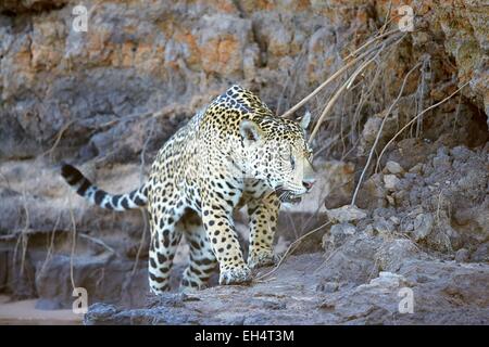 Brazil, Mato Grosso, Pantanal region, jaguar (Panthera onca), walking Stock Photo