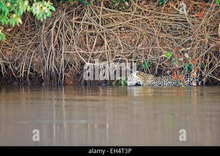 Brazil, Mato Grosso, Pantanal region, jaguar (Panthera onca), walking in the river Stock Photo