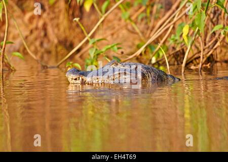 Brazil, Mato Grosso, Pantanal region, Yacare caiman (Caiman yacare), Stock Photo
