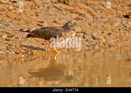 Brazil, Mato Grosso, Pantanal region, Roadside hawk (Rupornis magnirostris), on a riverbank ready to drink Stock Photo