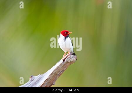Brazil, Mato Grosso, Pantanal region, Red-capped Cardinal (Paroaria gularis) Stock Photo