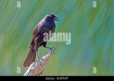 Brazil, Mato Grosso, Pantanal region, Giant Cowbird (Molothrus oryzivorus), adult Stock Photo