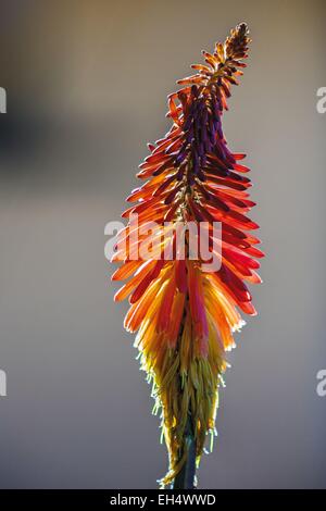 Cotopaxi National Park, Cotopaxi Province, Ecuador Stock Photo - Alamy