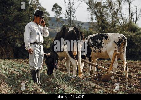 Ecuador, Imbabura, Chilcapamba, Ecuadorian farmer using his mobile phone in his field beside the oxen Stock Photo