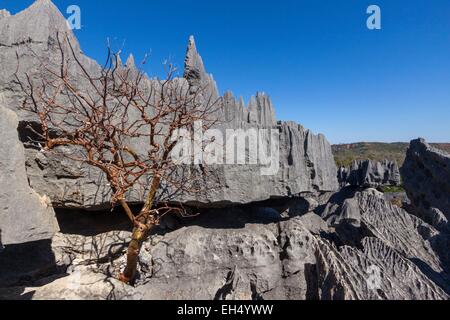 Madagascar, Melaky region, Tsingy de Bemaraha National Park, Tsingy de Bemaraha Strict Nature Reserve, listed as World Heritage by UNESCO Stock Photo