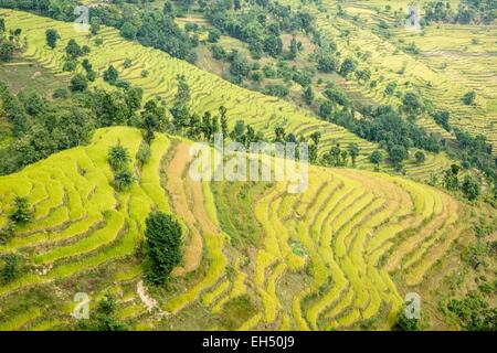 Nepal, Gandaki zone, Manaslu Circuit, between Gorkha and Khanchowk, rice fields Stock Photo