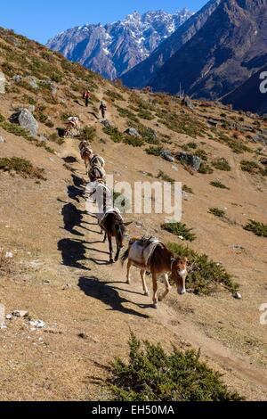 Nepal, Gandaki zone, Tsum valley trek, caravan of mules that supply villages in the valley Stock Photo