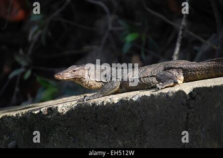 Singapore, Sungei Buloh Wetland Reserve, Malayan water monitor lizard Stock Photo